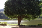 Ficus-do-lago-2